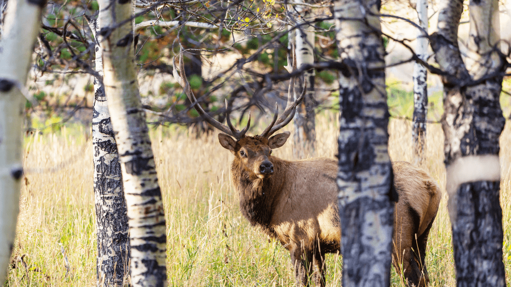 Troubleshooting Your Elk Hunt